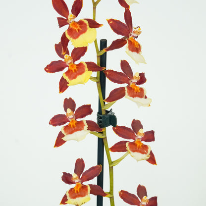 Cambria Orchid | Chocococo