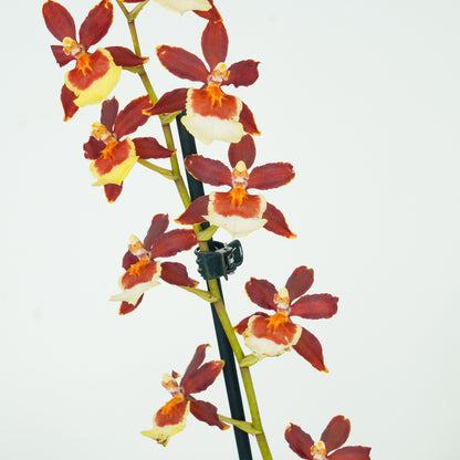 Cambria Orchid | Chocococo