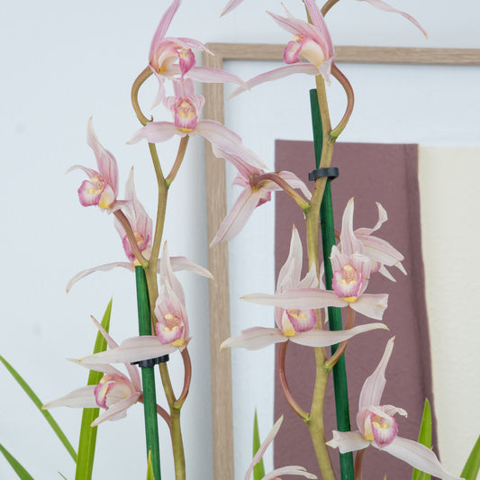 Cymbidium Orchid | Gecko