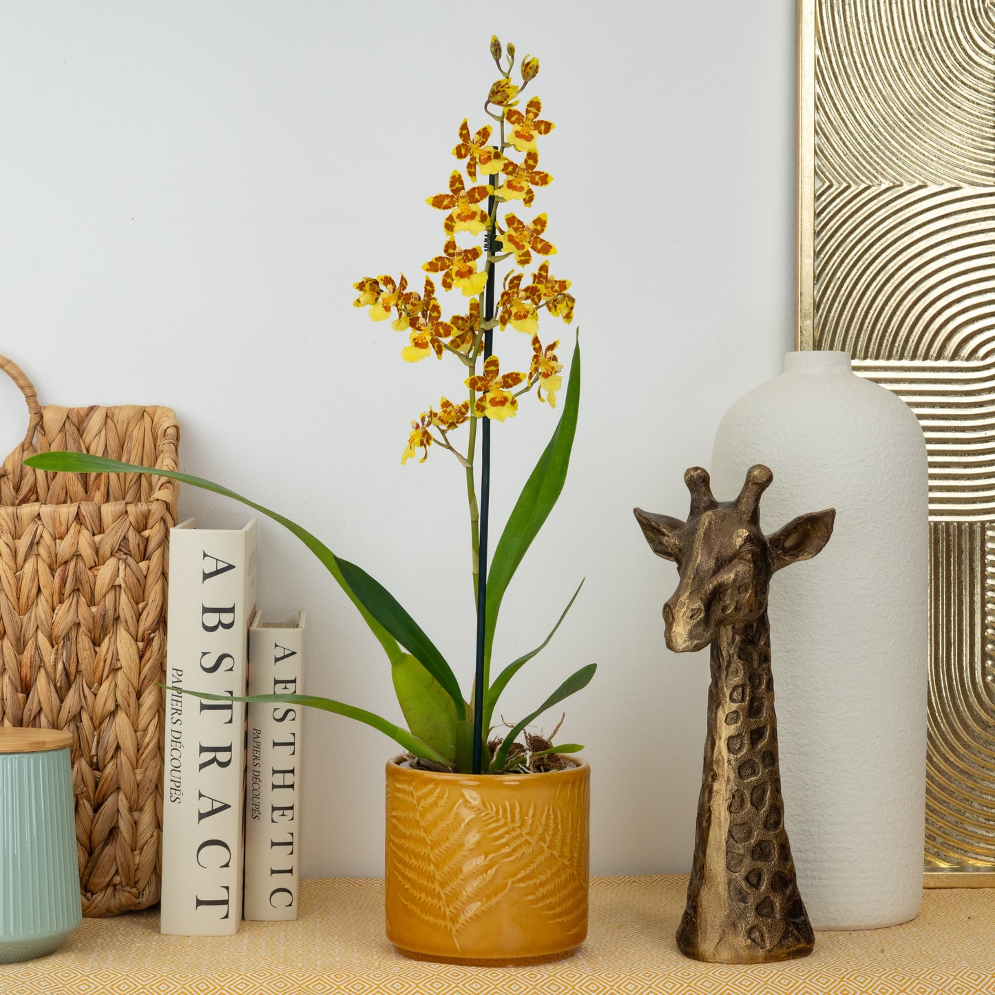 Cambria Orchid | Burkhard Holm