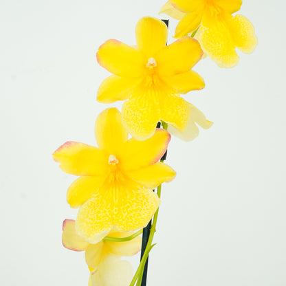 Cambria Orchid | Nelly Isler Yellow
