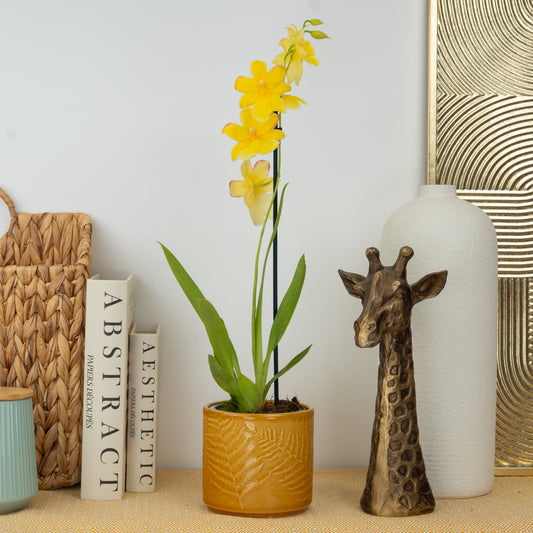 Cambria Orchid | Nelly Isler Yellow