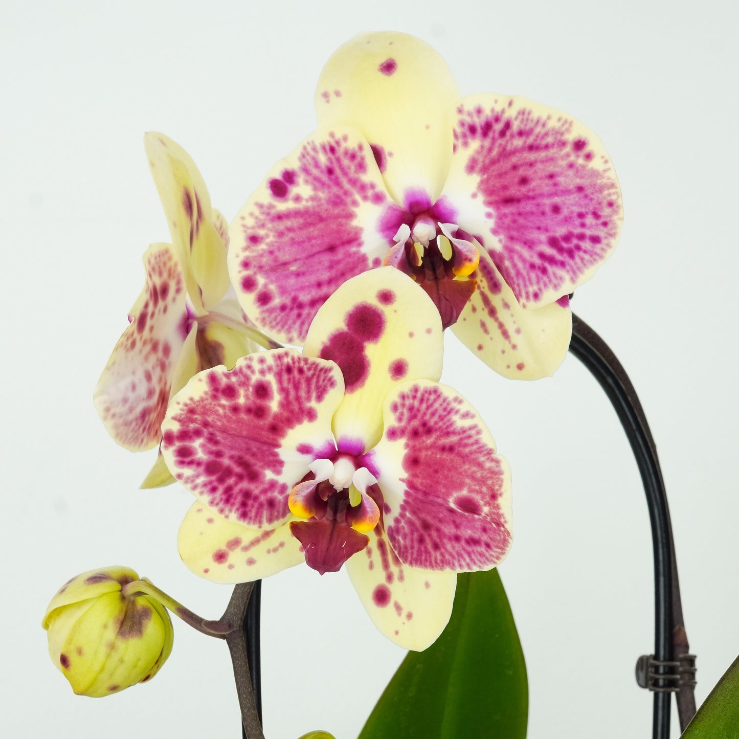 Phalaenopsis Orchid | Artimaster