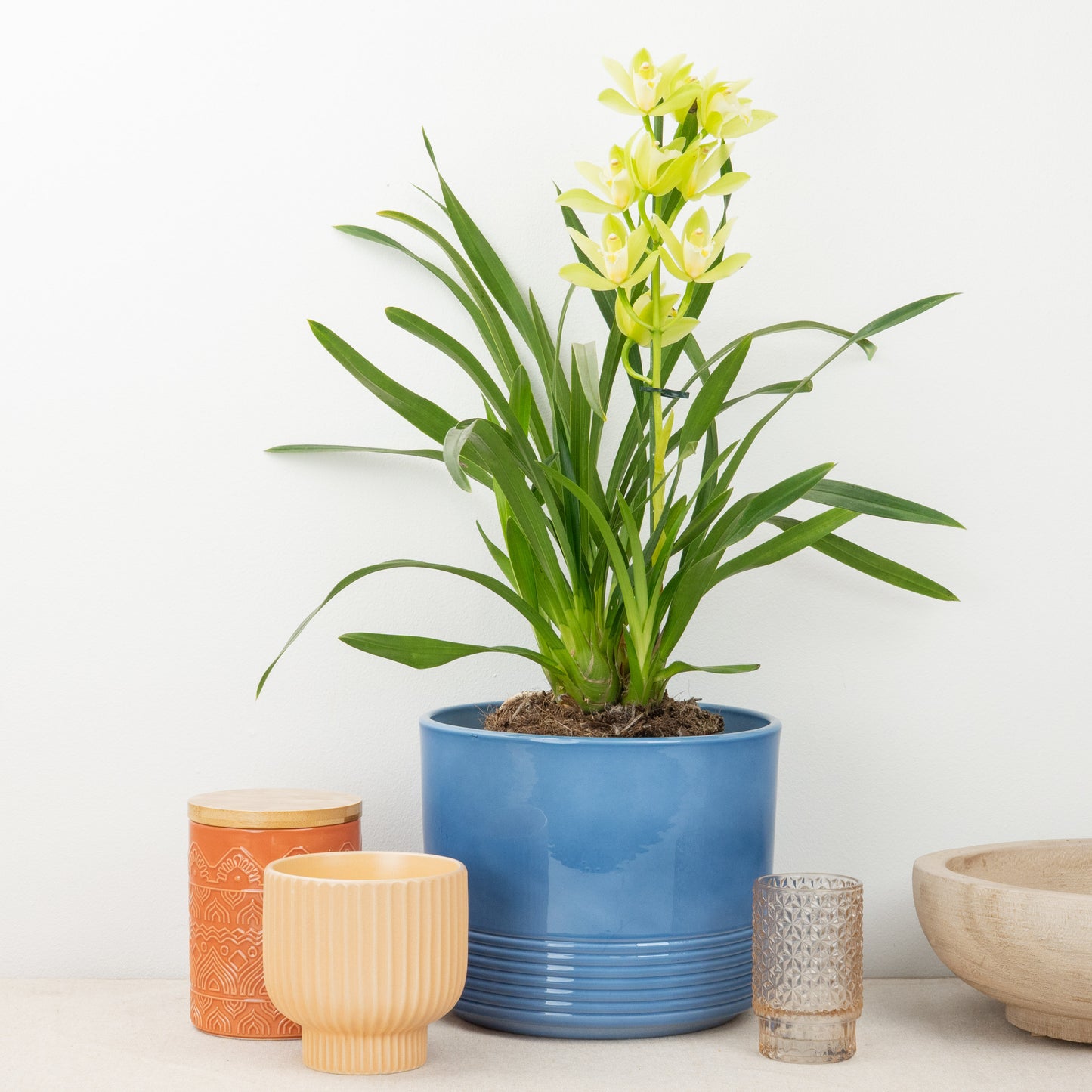 Cymbidium Orchid | Mint Source | Not In Flower