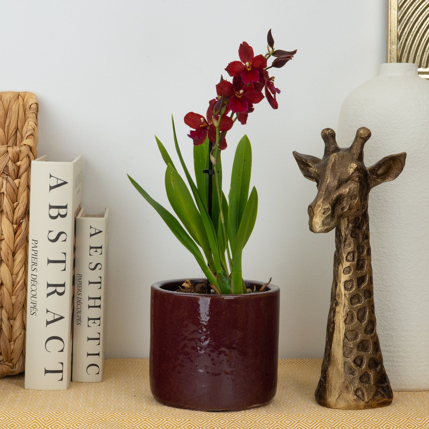 Cambria Orchid | Ruby | Not In Flower