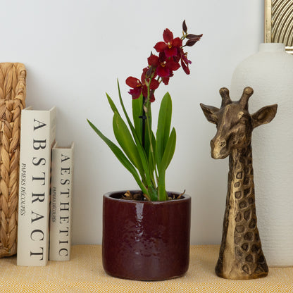 Cambria Orchid | Ruby | Not In Flower