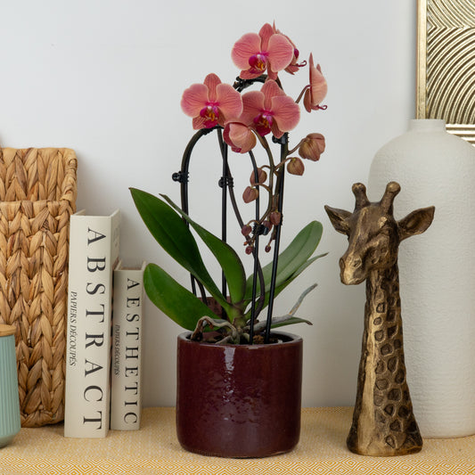 Phalaenopsis Orchid | Narbonne