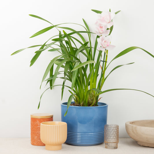 Cymbidium Orchid | Pink Bell | Not In Flower