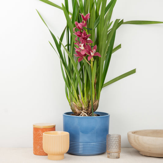 Cymbidium Orchid | Mauve Black Magic | Not In Flower