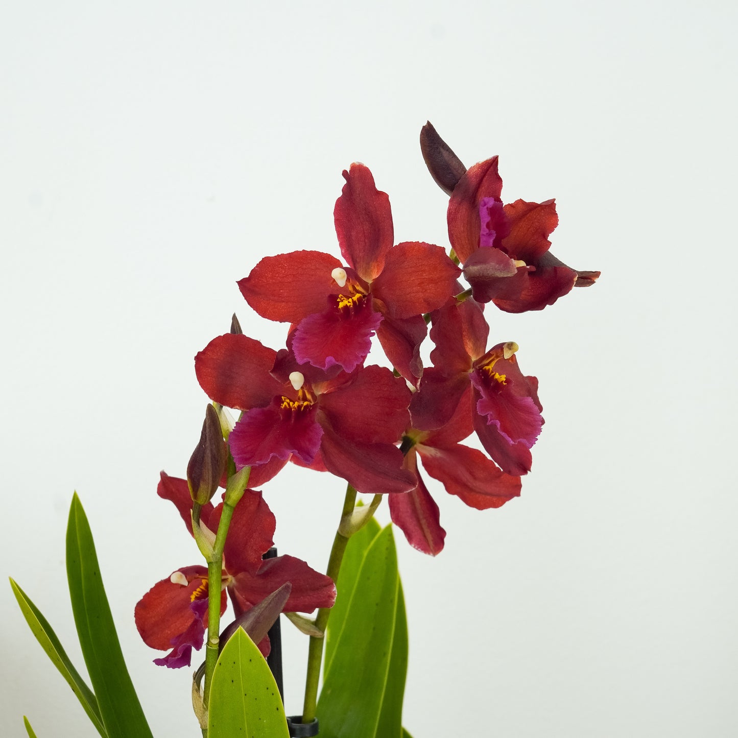 Cambria Orchid | Cambodia
