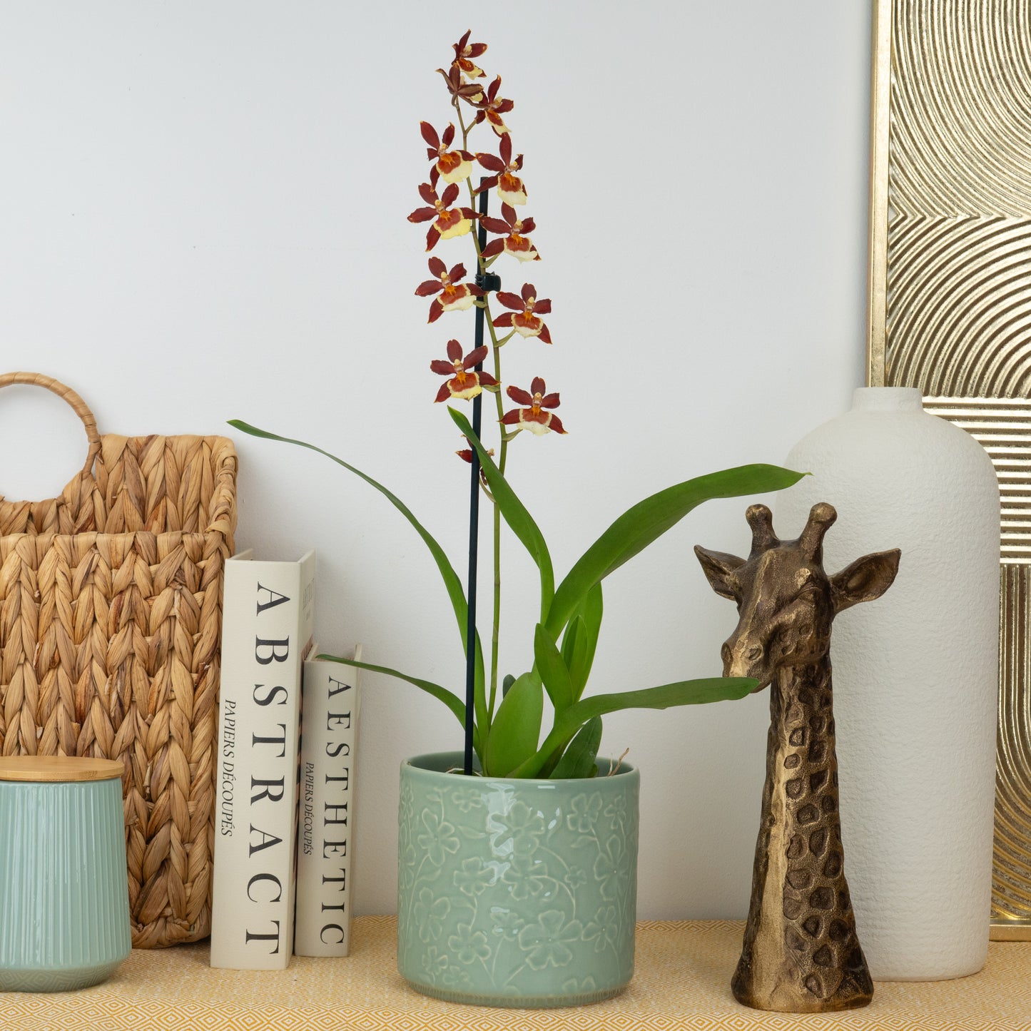 Cambria Orchid | Chocococo