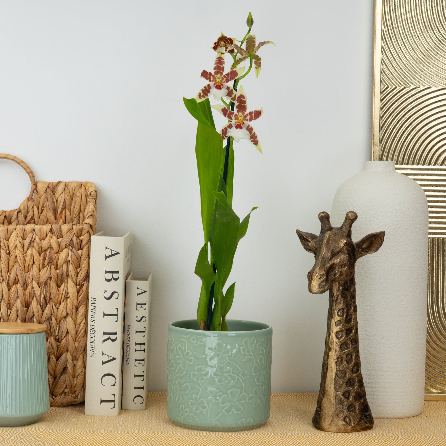 Cambria Orchid | White Renaissance
