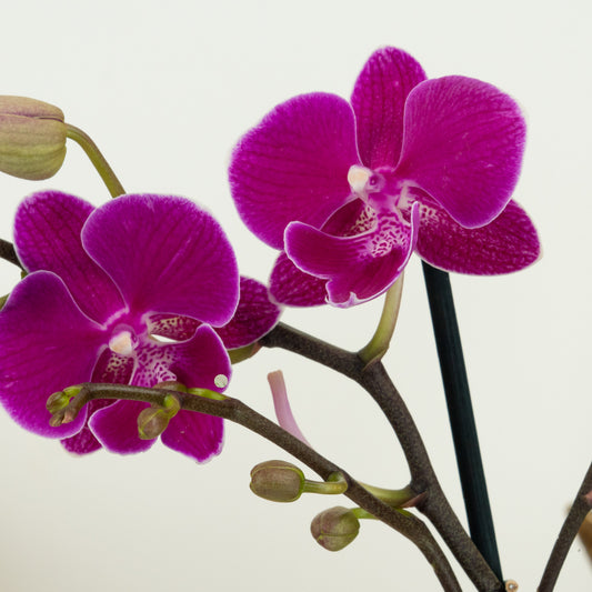 Phalaenopsis Orchid | Holiday