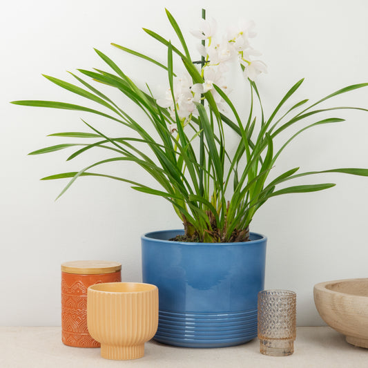 Cymbidium Orchid | White | Not In Flower
