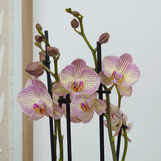 Phalaenopsis Orchid | Varese