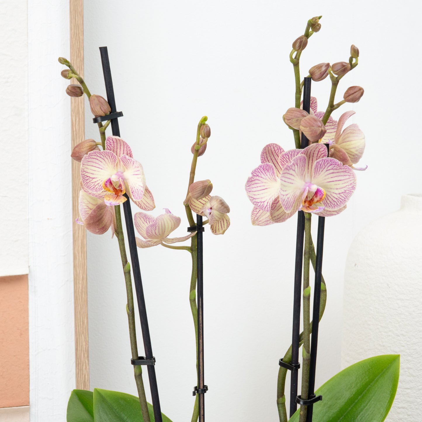 Phalaenopsis Orchid | Varese