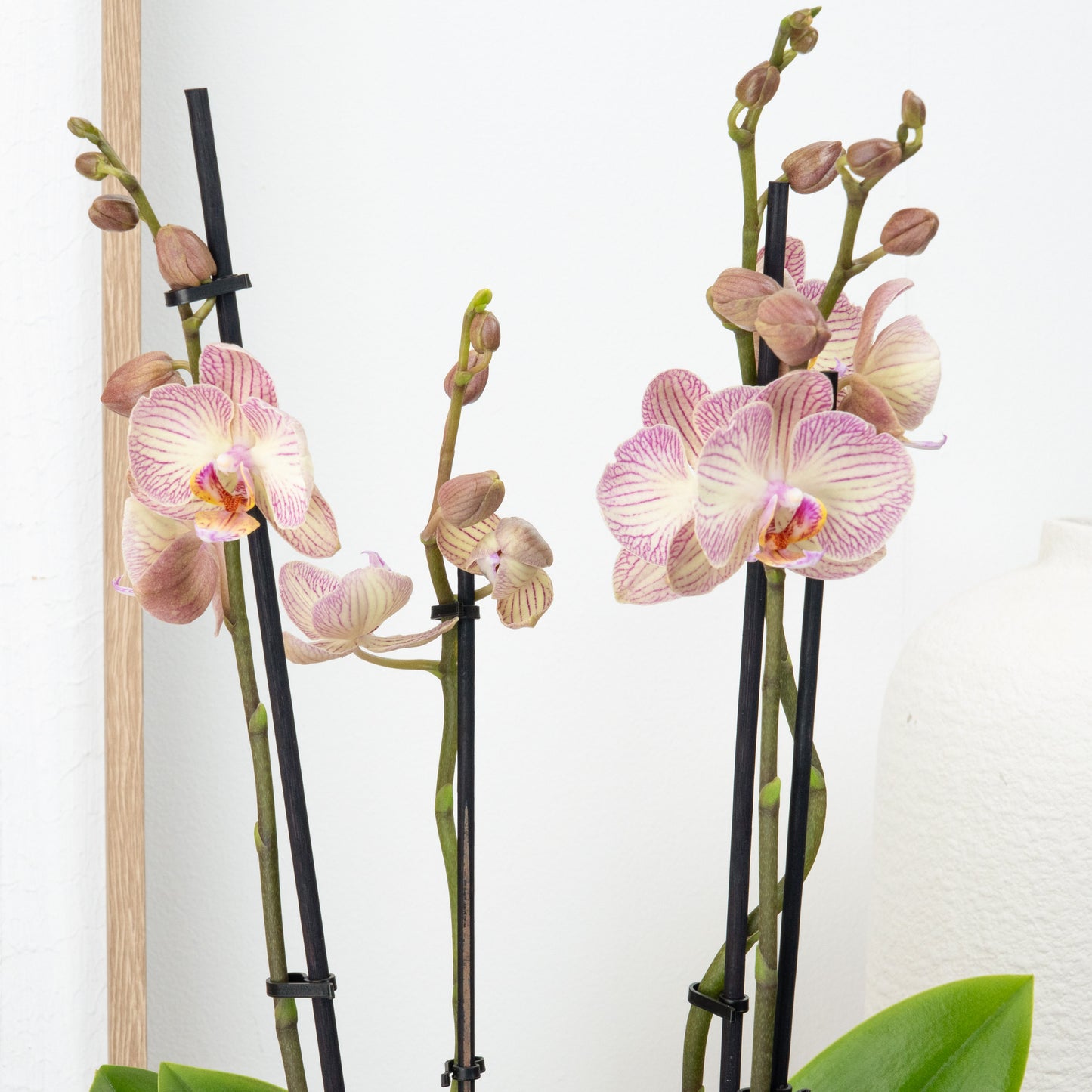 Phalaenopsis Orchid | Varese