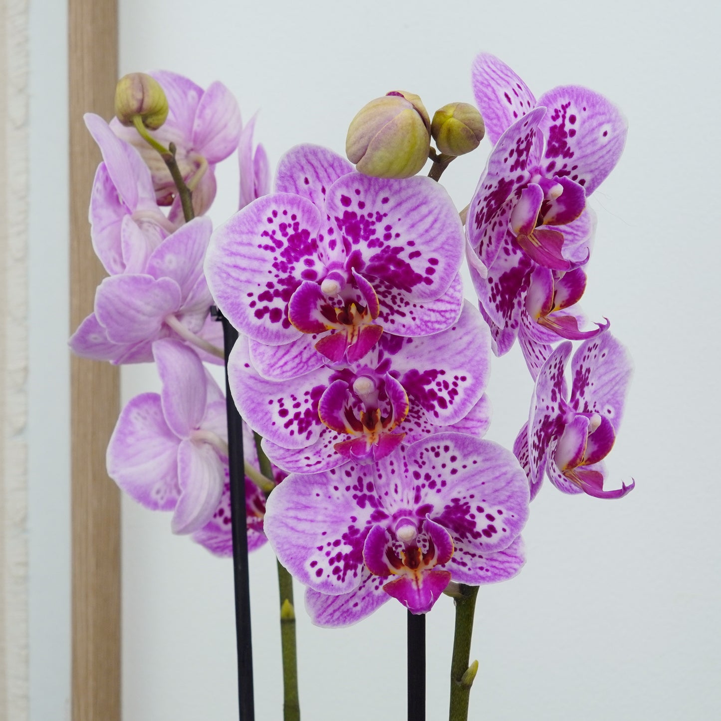 Phalaenopsis Orchid | Parade
