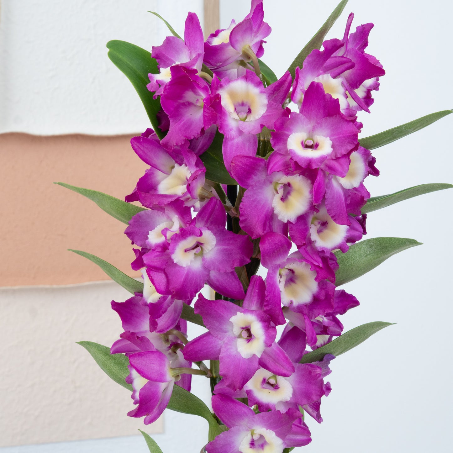 Dendrobium Orchid | Akatsuki