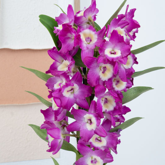 Dendrobium Orchid | Akatsuki