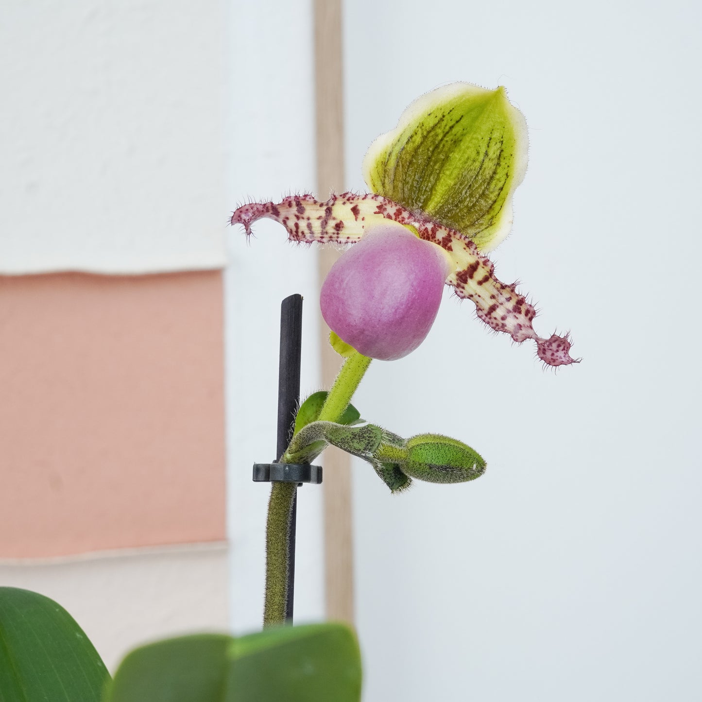 Paphiopedilum Orchid | Pinocchio