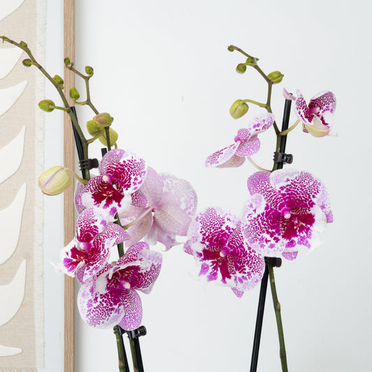 Phalaenopsis Orchid | Dream Glory