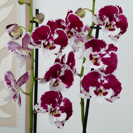 Phalaenopsis Orchid | Spider