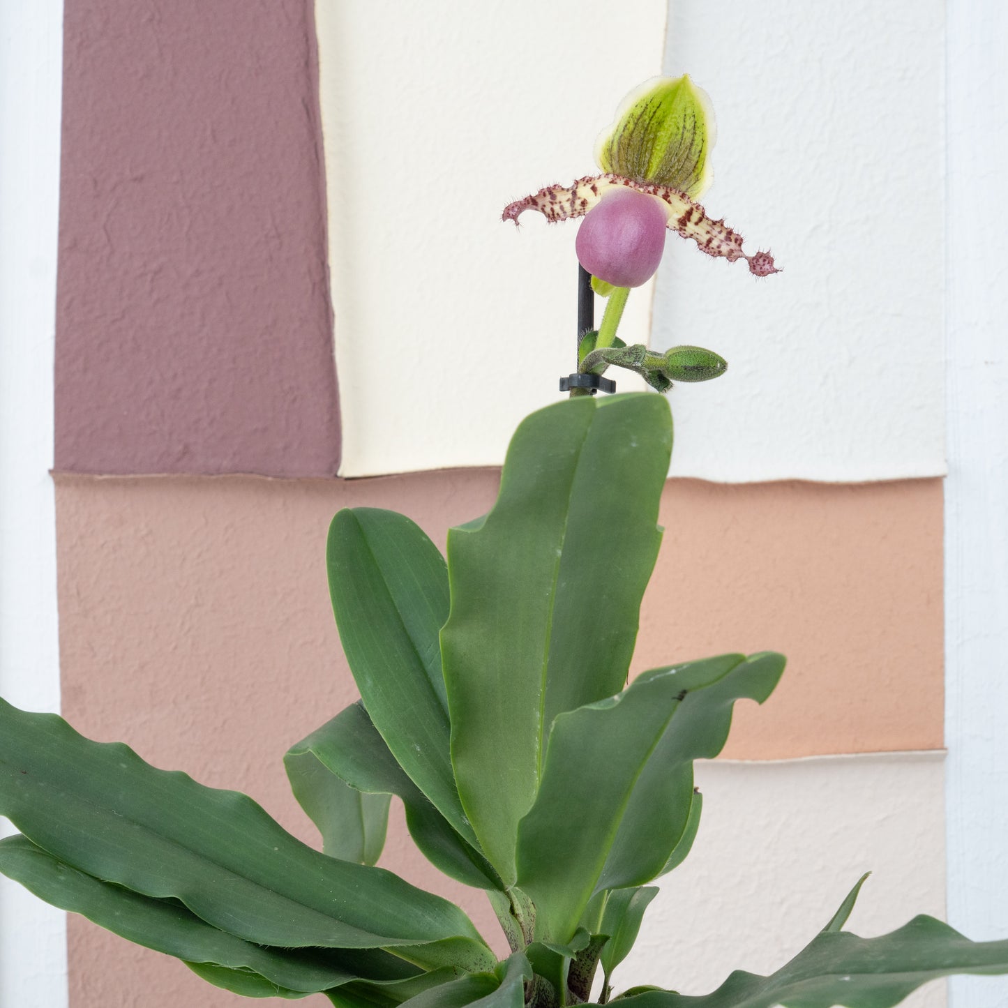 Paphiopedilum Orchid | Pinocchio