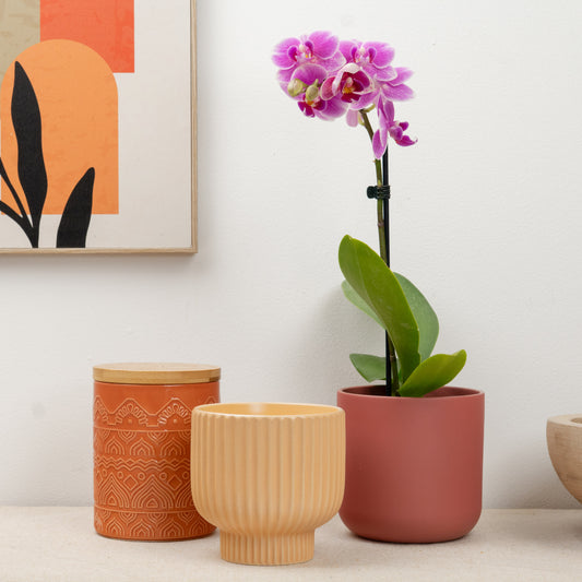 Miniature Phalaenopsis Orchid | Barbados