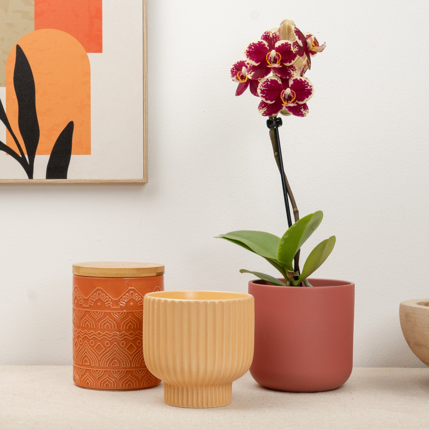 Miniature Phalaenopsis Orchid | Fruit Juice