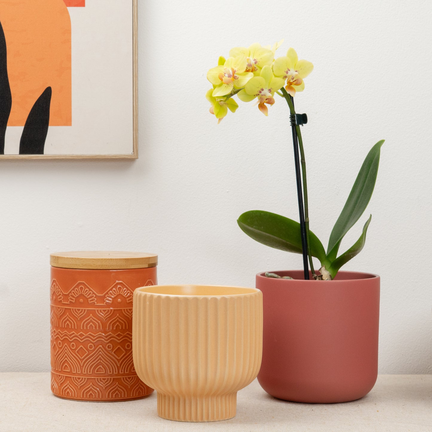 Miniature Phalaenopsis Orchid | Banana Split