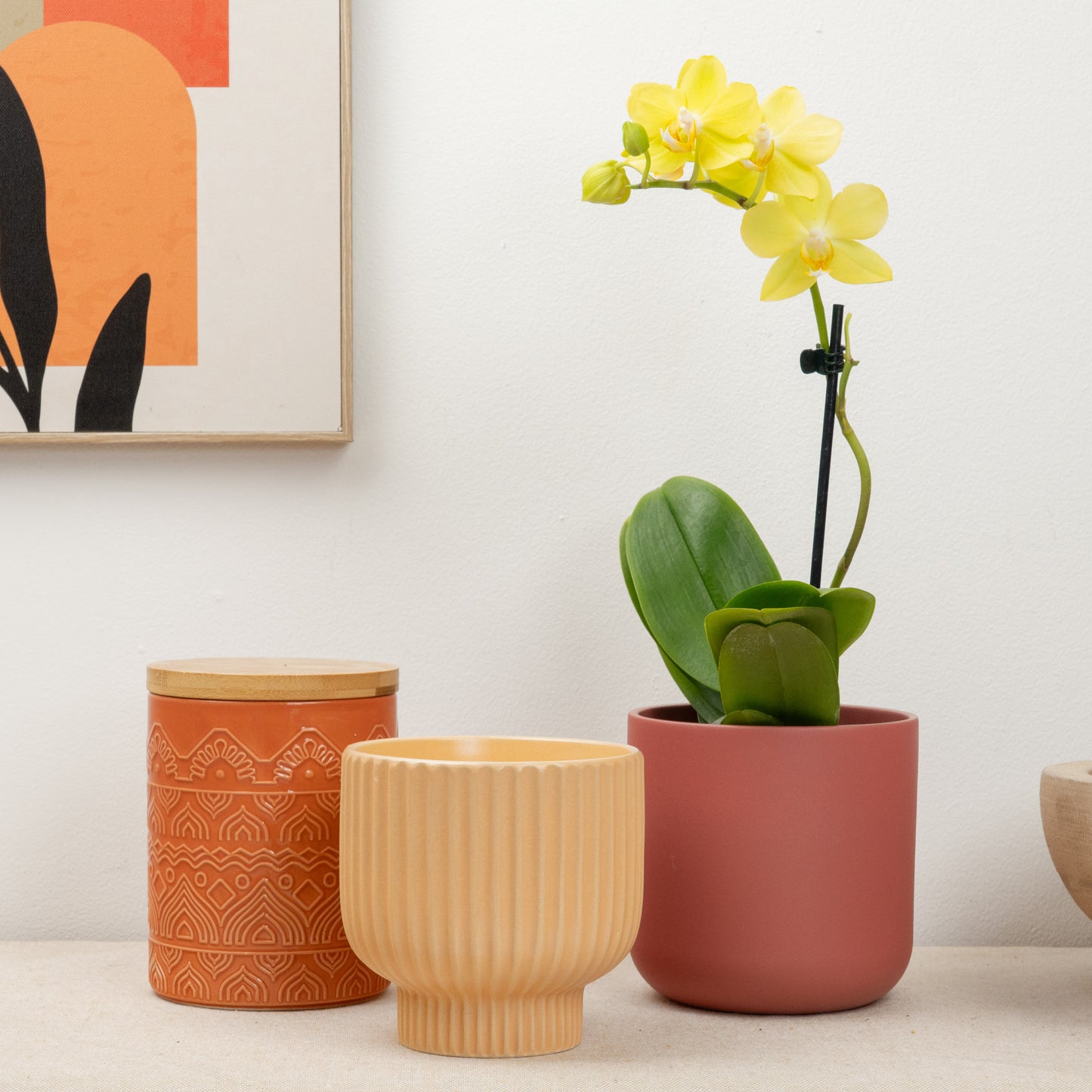 Miniature Phalaenopsis Orchid | Lemoncello