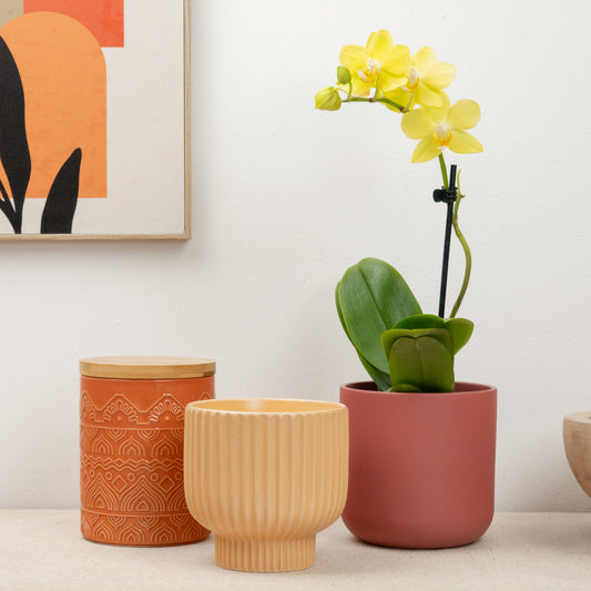 Miniature Phalaenopsis Orchid | Lemoncello