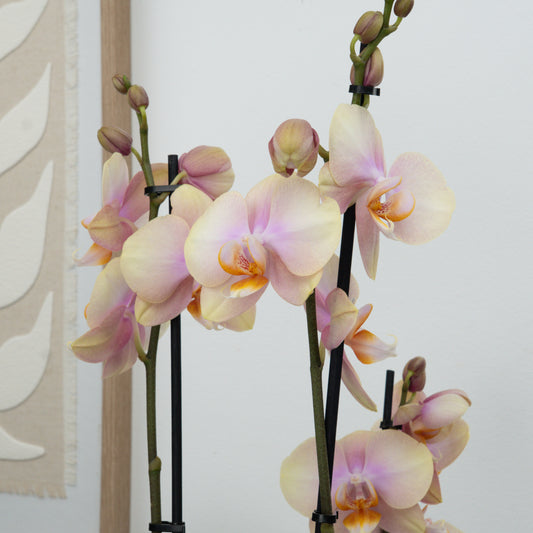 Phalaenopsis Orchid | Caramel