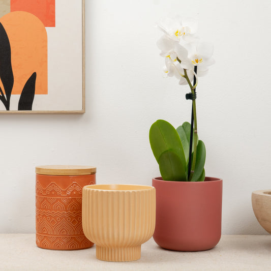 Miniature Phalaenopsis Orchid | Purity