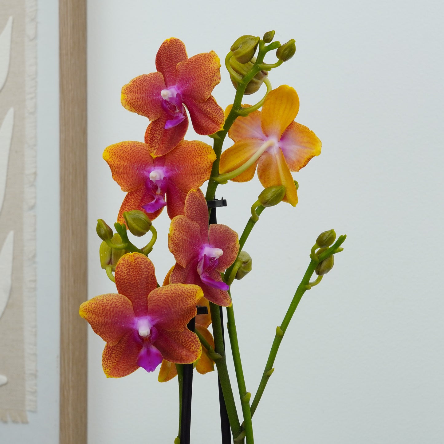 Phalaenopsis Orchid | Bolgheri