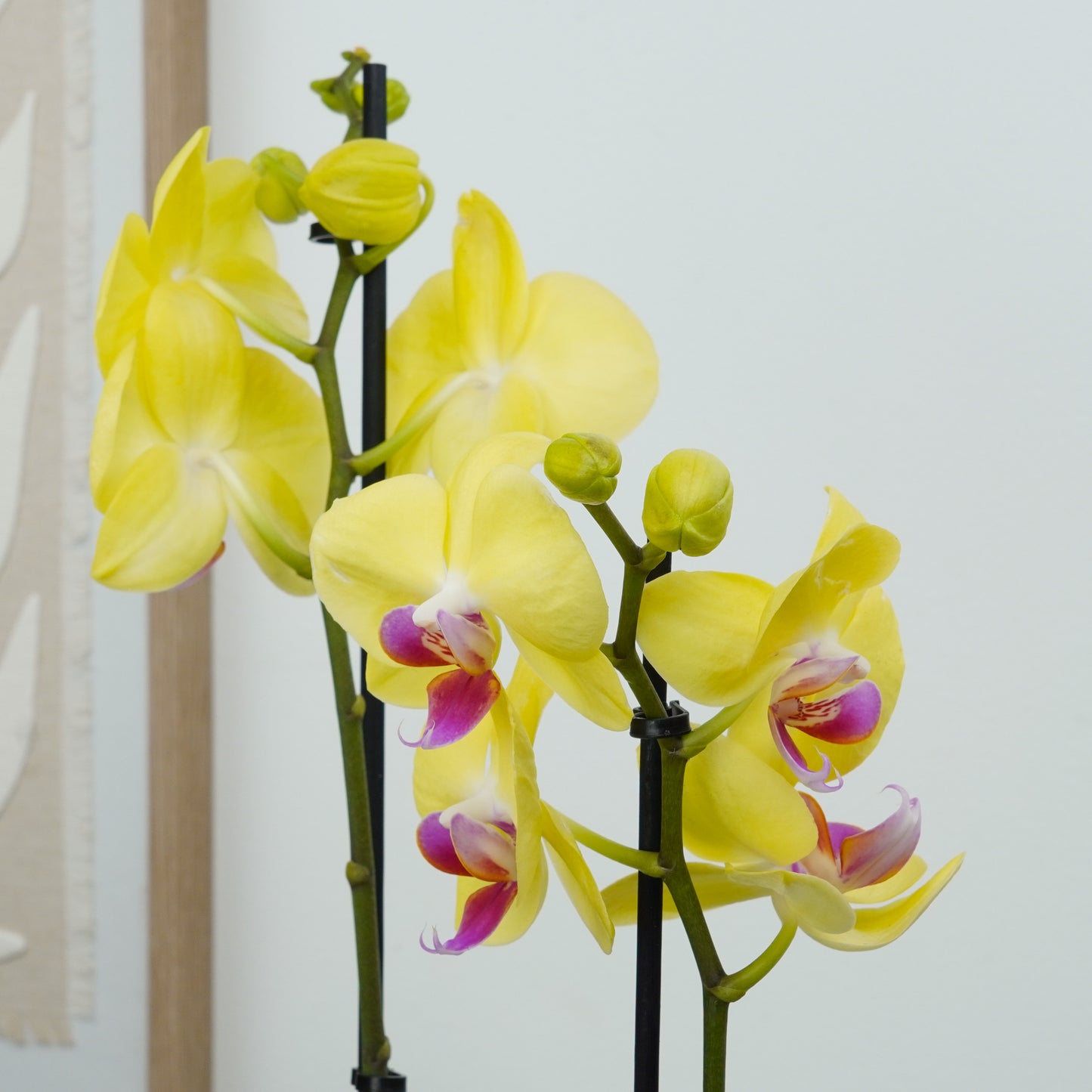Phalaenopsis Orchid | Miraflor