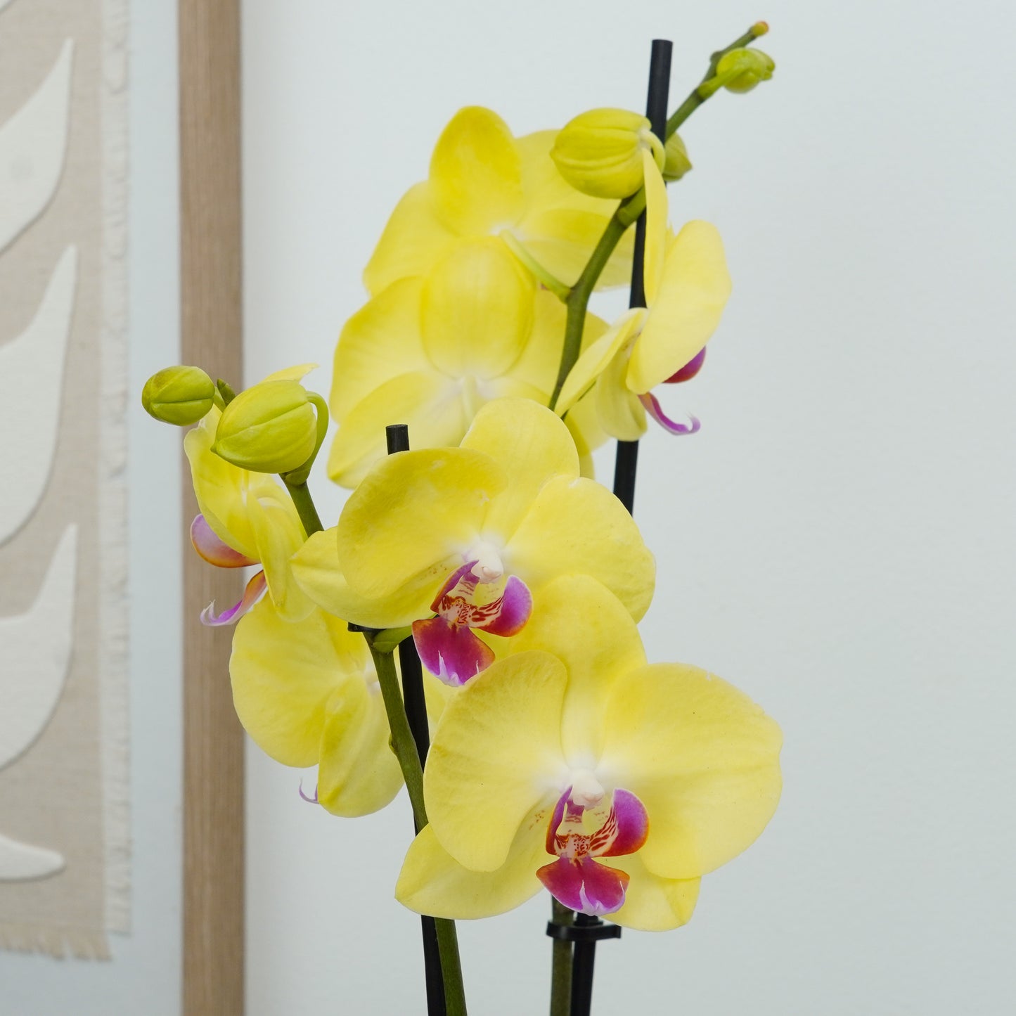 Phalaenopsis Orchid | Miraflor
