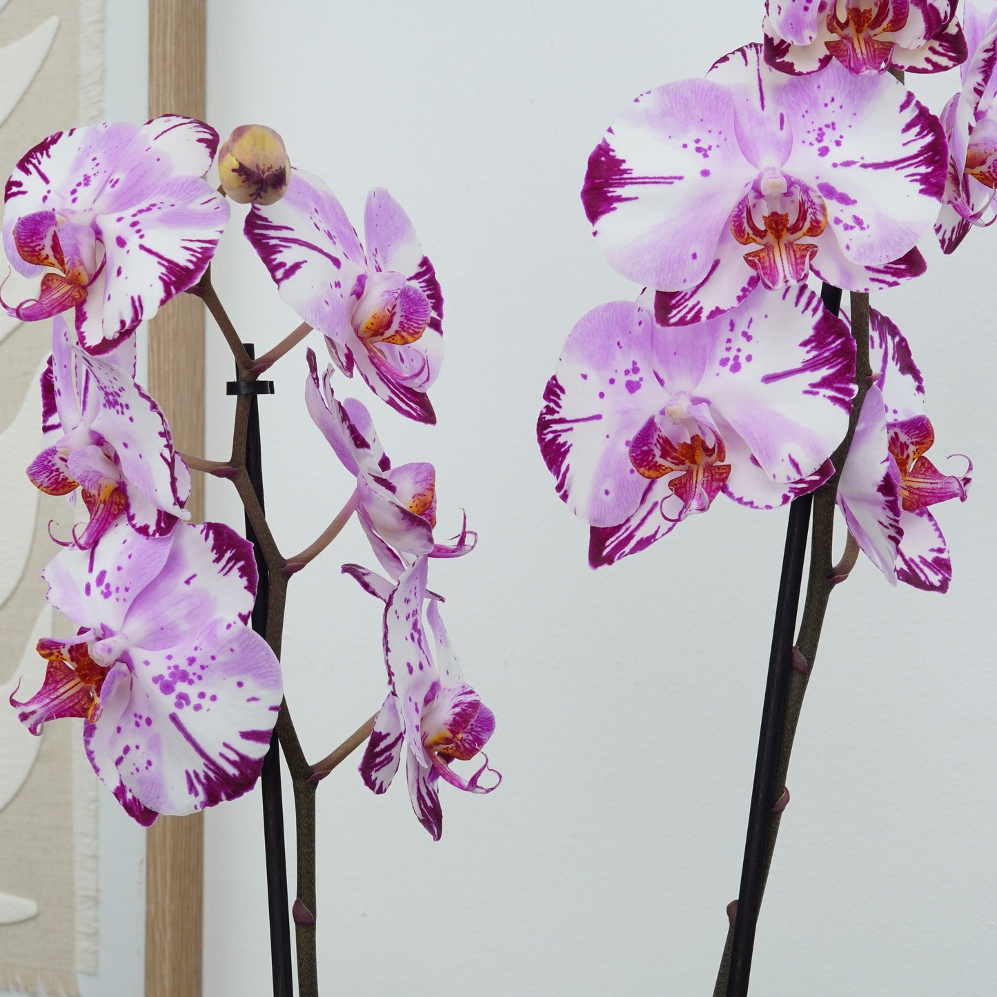 Phalaenopsis Orchid | Magic Art