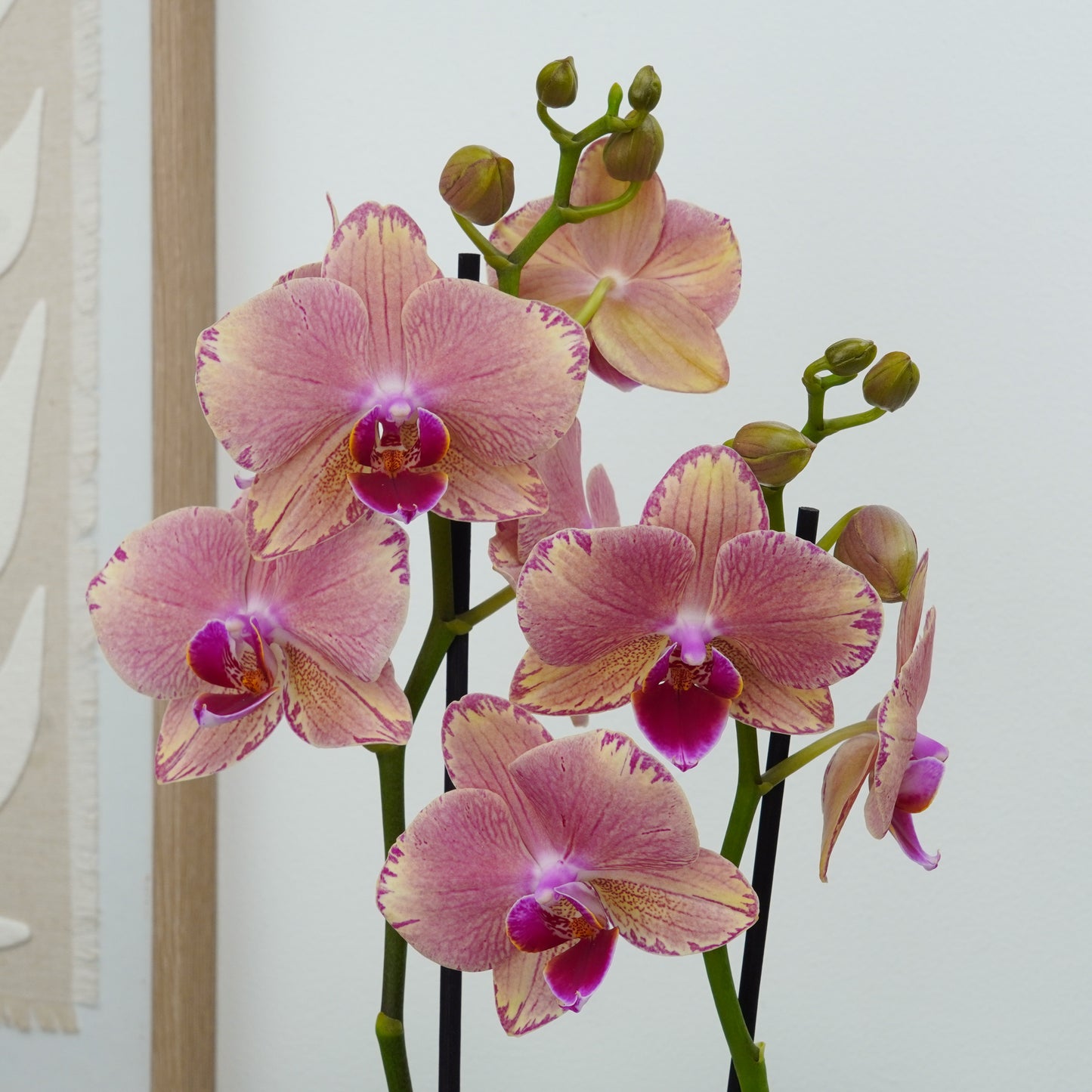 Phalaenopsis Orchid | Pirate Picote