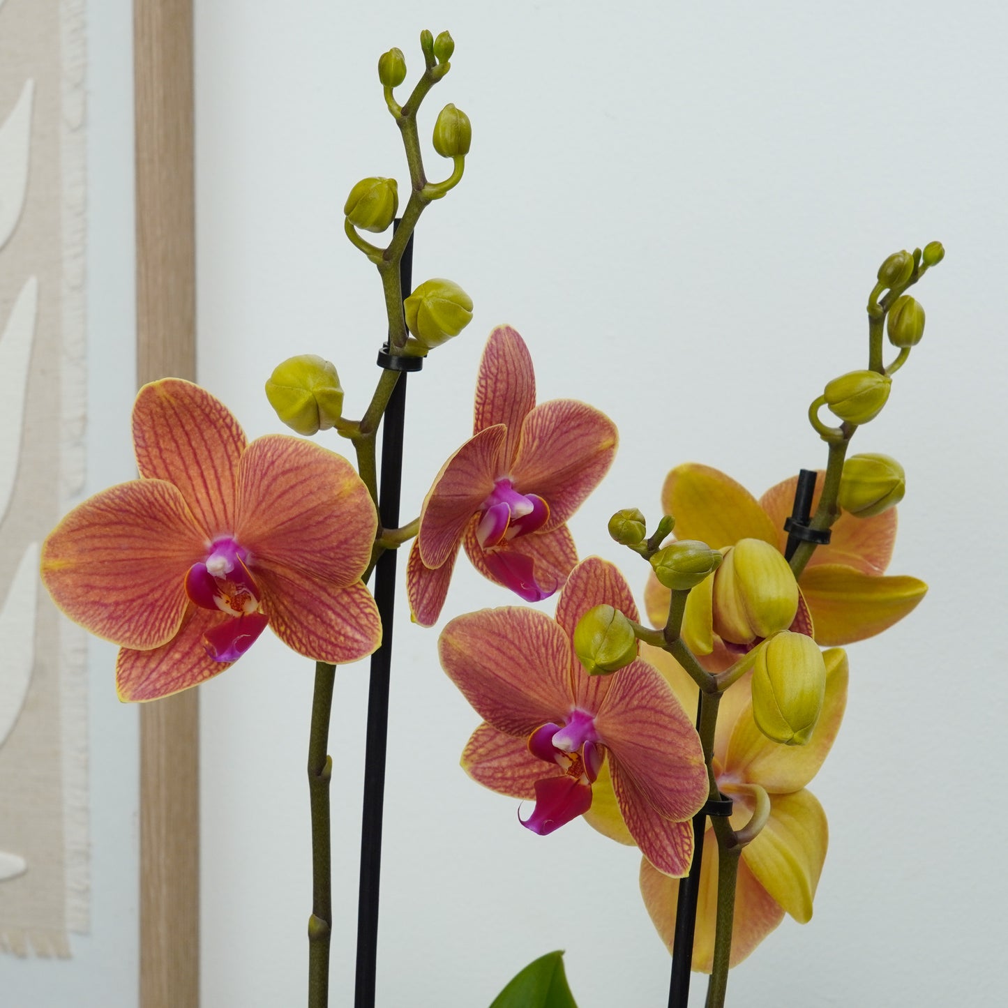 Phalaenopsis Orchid | Peachy Nova