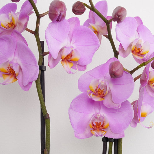Phalaenopsis Orchid | No 21
