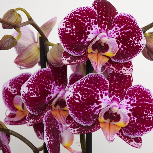 Phalaenopsis Orchid | No 21