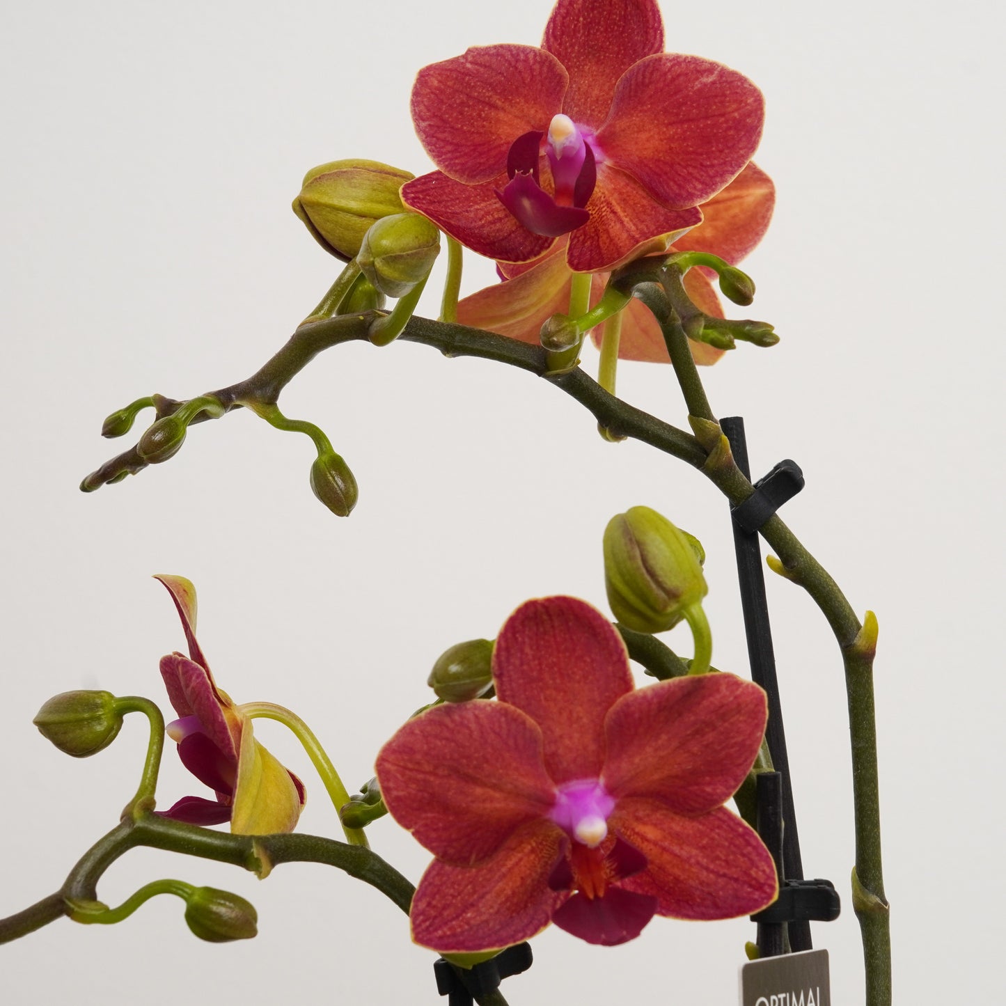 Miniature Phalaenopsis Orchid | No 1