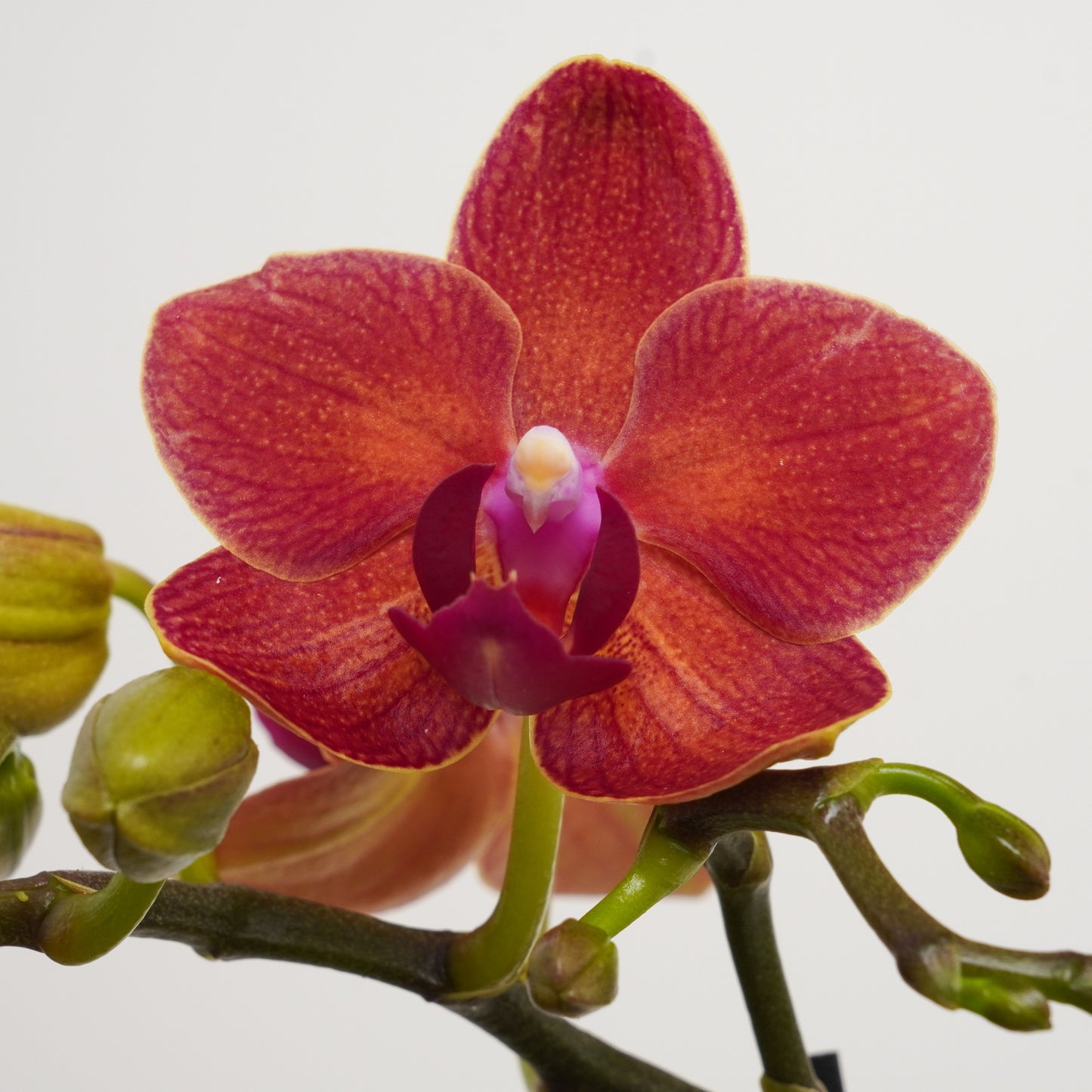 Miniature Phalaenopsis Orchid | No 1