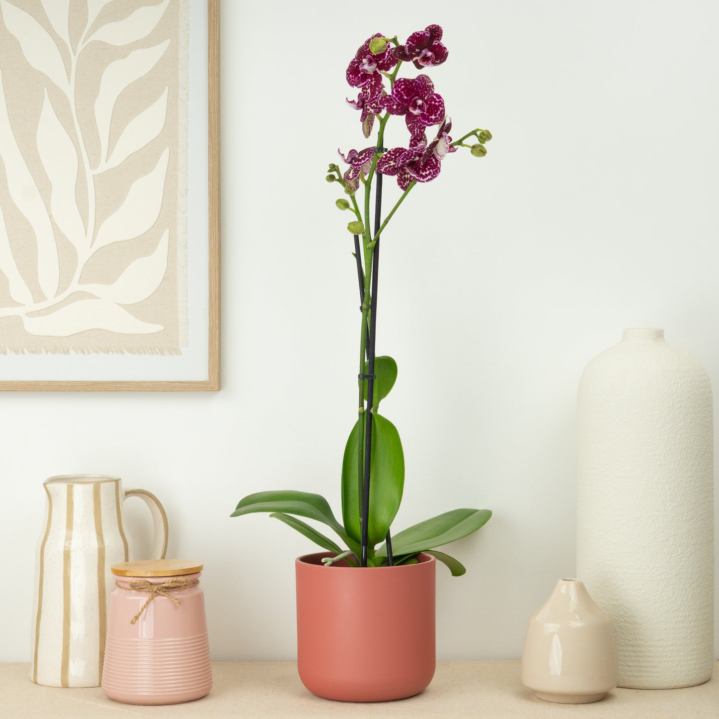 Phalaenopsis Orchid | Wildcat
