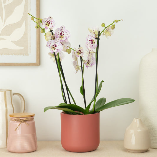 Phalaenopsis Orchid | Expressions