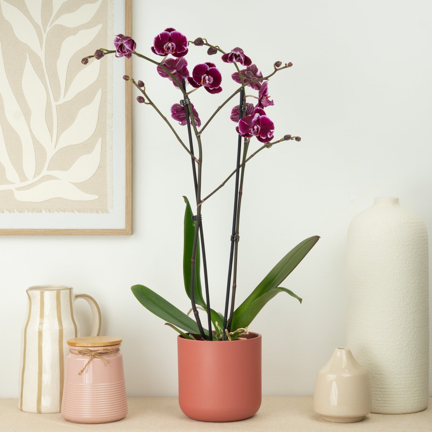 Phalaenopsis Orchid | Black Art