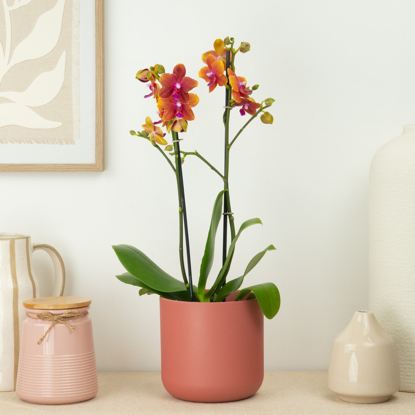 Phalaenopsis Orchid | Bolgheri