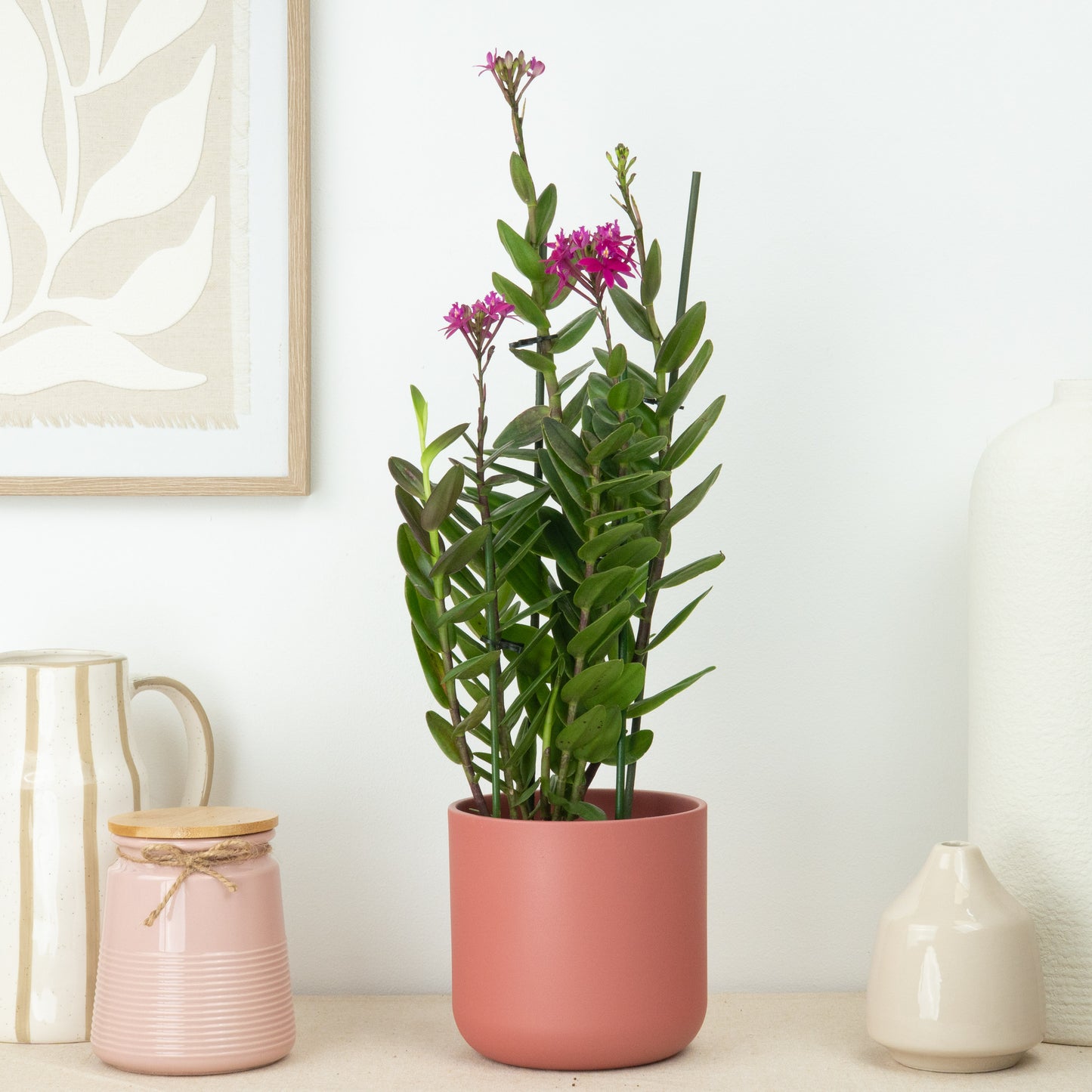 Epidendrum Orchid | Surprise Colour